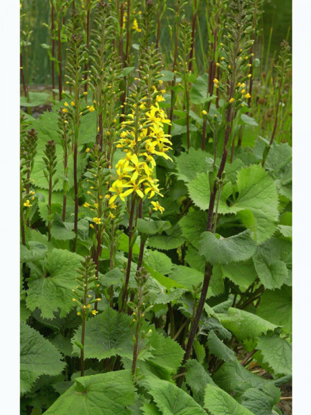 Ligularia stenocephala 'Weihenstephan', Garten-Kerzen-Goldkolben