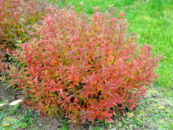 Maiblumenstrauch Herbstfärbung