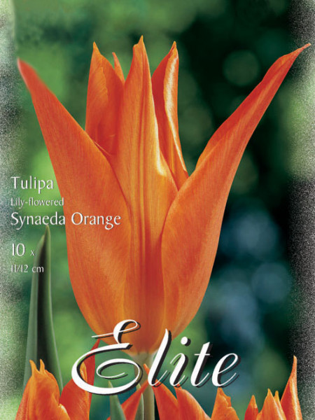 Lilienblütige Tulpe 'Synaeda Orange' (Art.Nr. 595458)
