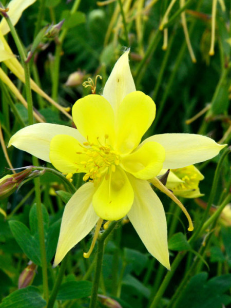 Aquilegia chrysantha &#039;Yellow Queen&#039;, Gelbe Akelei, langspornige Akelei