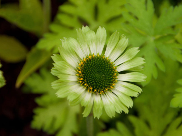 Echinacea purpurea &#039;Green Jewel&#039;, Scheinsonnenhut