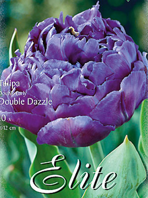 Gefüllte frühe Tulpe &#039;Double Dazzle&#039; (Art.Nr. 595155)