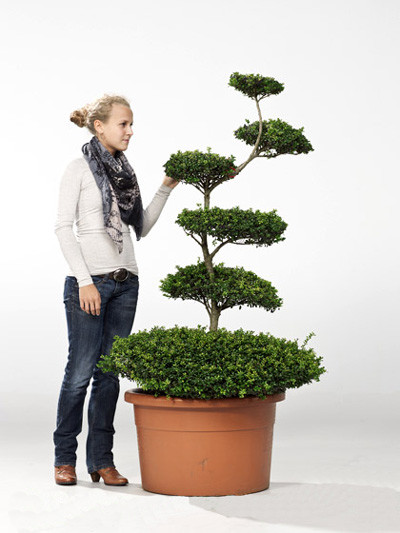 Ilex crenata Convexa - Bonsai, XXL-Produkt