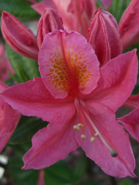 Rhododendron luteum &#039;Jolie Madame&#039;, sommergrüne japanische Gartenazalee