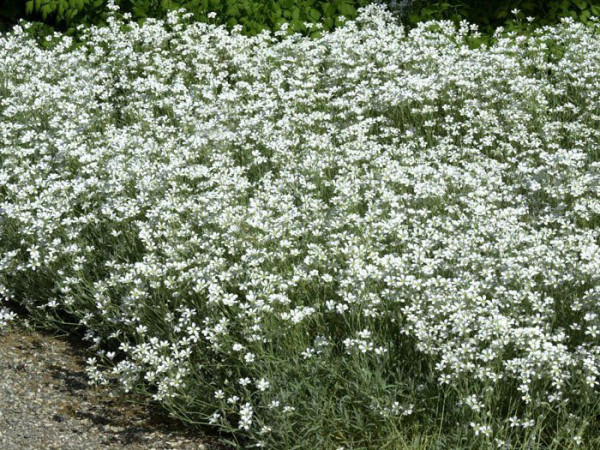 Cerastium tomentosum &#039;Silberteppich&#039;, Silberhornkraut, filziges Hornkraut