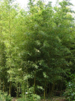 Phyllostachys nigra 'Boryana', Tigerstreifenbambus - XXL- Prododukt
