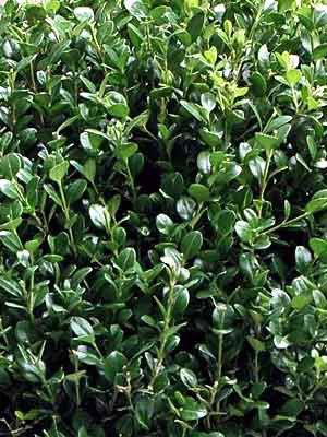 Buchsbaum-Kegel, Buxus