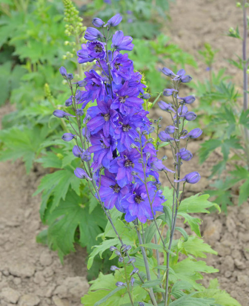 Delphinium Magic Fountain &#039;Dark Blue&#039;, Gefüllter Rittersporn