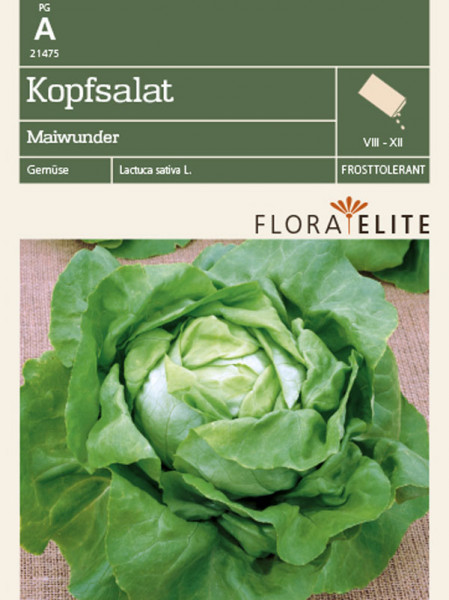 Kopfsalat 'Maiwunder' (Art.Nr. 21475)