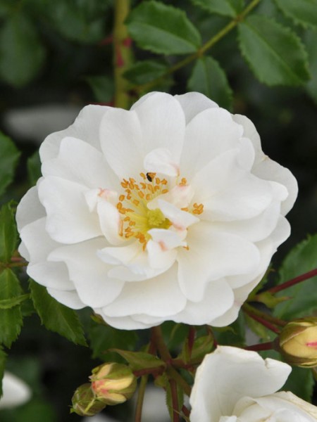 Blühende Rose Diamant