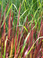 Imperata cylindrica 'Red Baron', Japanisches Blutgras