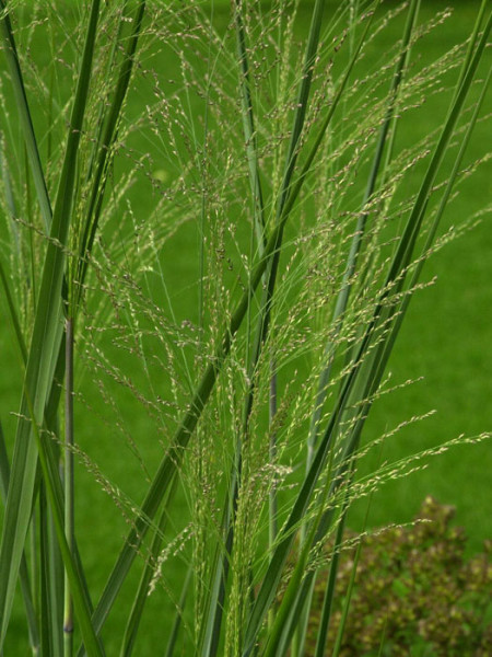 Panicum virgatum &#039;Cloud Nine&#039;, Riesen Ruten-Hirse, Zier-Hirse