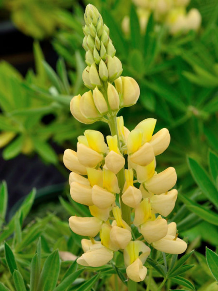 Lupinus nanus &#039;Gallery Yellow Shades&#039;, Lupine, Wolfsbohne