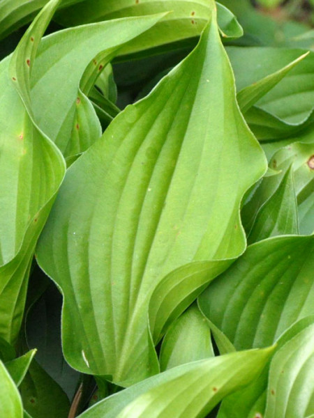 Hosta sieboldii &#039;Harry van Trier&#039;, Siebold-Funkie, Herzblattlilie