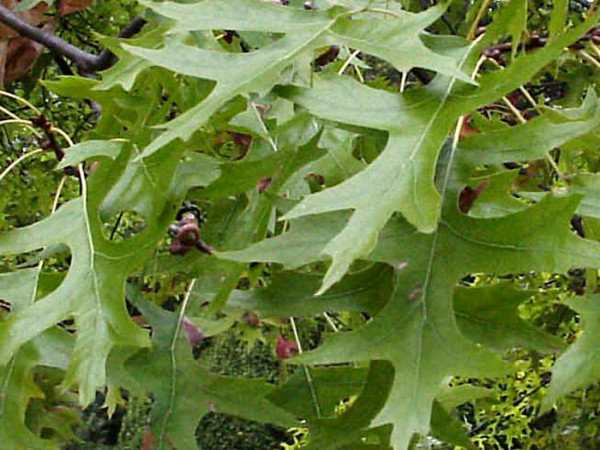 Quercus palustris &#039;Green Dwarf&#039;, Kugel-Sumpfeiche - Hochstamm