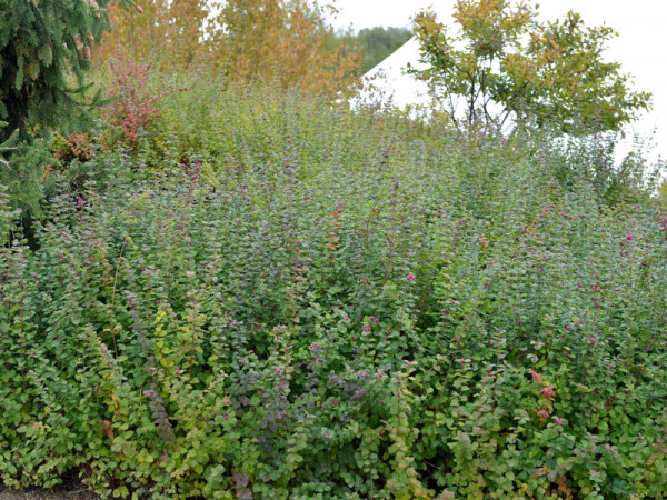 Symphoricarpos x doorenbosii &#039;Magic Berry&#039;, Schneebeere