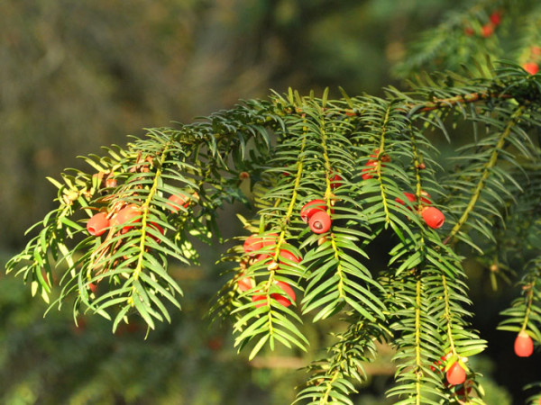 Adlerschwingen-Eibe mit Beerenschmuck