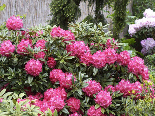 Rhododendron &#039;Berliner Liebe&#039;