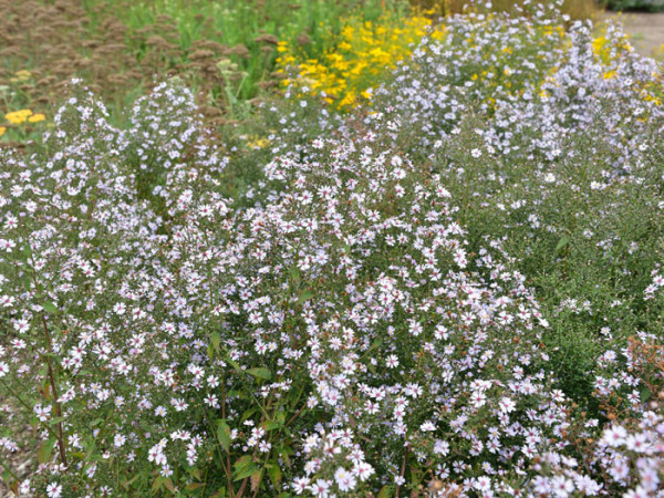 Aster cordifolius &#039;Ideal&#039;, Schleier-Aster, Wald-Aster