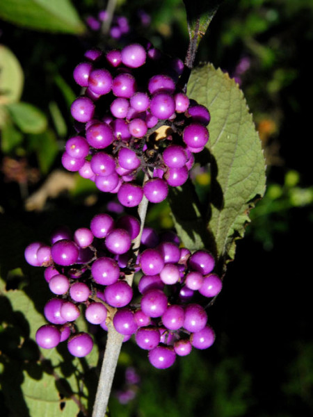 Beeren der Schönfrucht