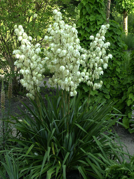 Yucca filamentosa, Palmlilie