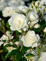 Rose Schneewittchen ® - Kordes