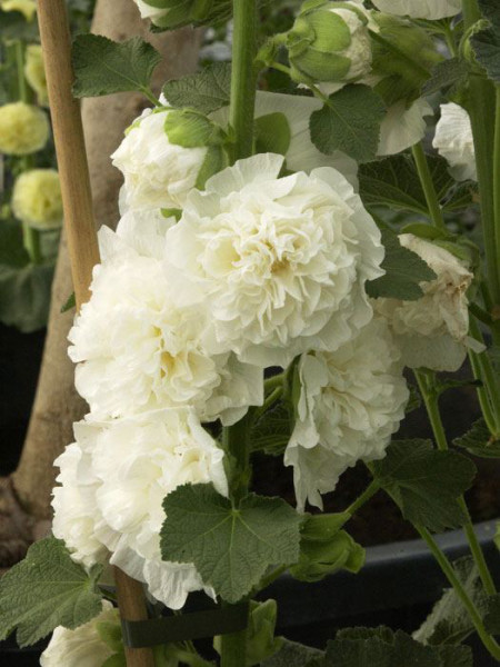 Alcea rosea &#039;Pleniflora&#039; weiß (M), Stockrose, gefüllte Stockmalve