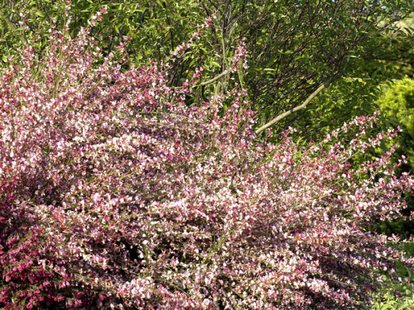 Der rote Elfenbein-Ginster