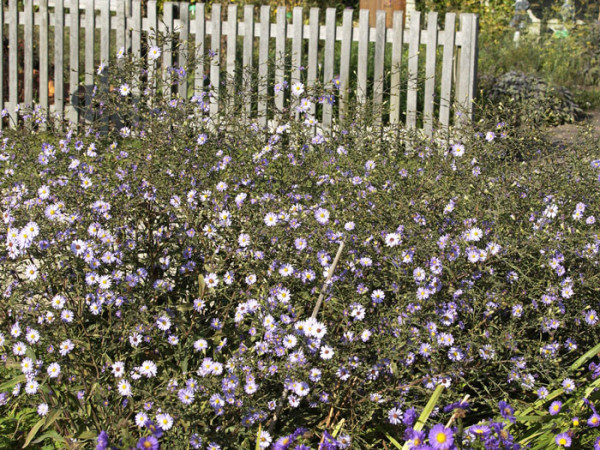 Aster laevis &#039;Blauschleier&#039;, Glatte Aster, Kahle Garten-Aster