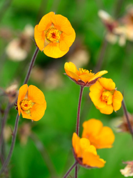 Geum x heldreichii &#039;Georgenberg&#039;, Teppich-Nelkenwurz