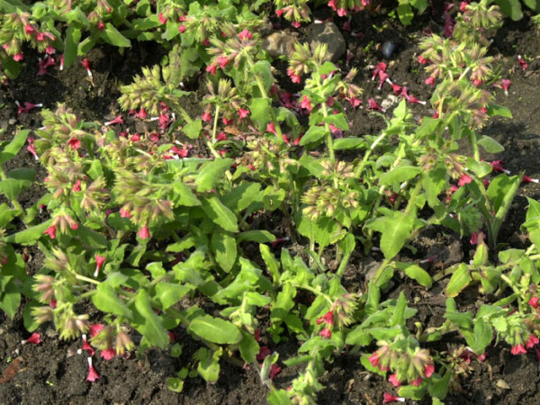 Pulmonaria rubra &#039;Redstart&#039;, Rotes Lungenkraut