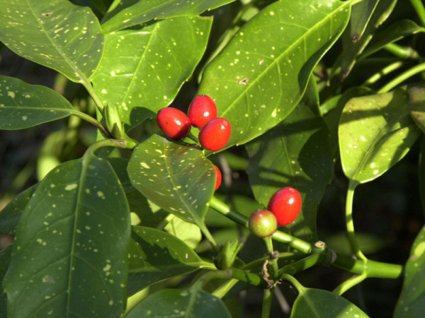 Aucuba japonica, Japanische Aukube