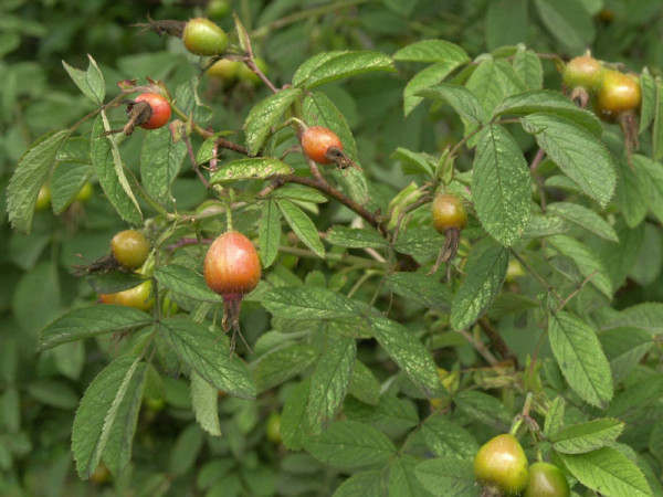 Rosa arvensis, Feldrose, Kriechrose