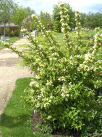 GoldWeigelie, Weigela middendorffiana