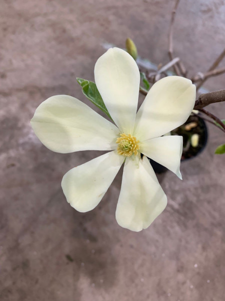 Magnolia &#039;Maxine Merrill&#039;