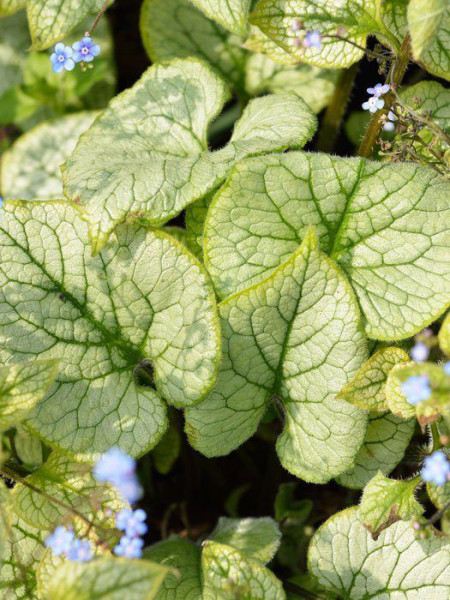 Brunnera macrophylla &#039;Looking Glass&#039;, silberlaubiges Kaukasus-Vergissmeinnicht