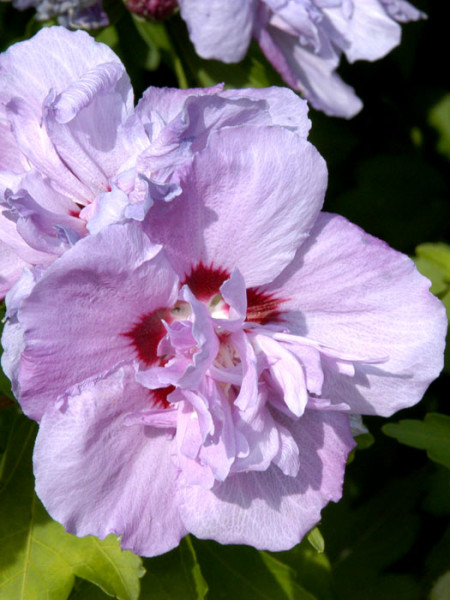 Hibiskus Garteneibisch Ardens