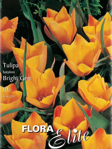 Botanische Tulpe &#039;Bright Gem&#039; (Art.Nr. 595652)