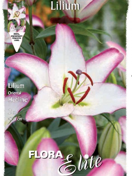 Orientalische Lilien-Hybride &#039;Hotline&#039;, Lilium (Art.Nr. 521721)