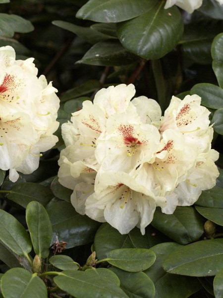 Rhododendron &#039;Goldbukett&#039;
