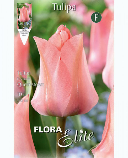 Fosteriana Tulpe &#039;Queenstown&#039; (Art.Nr. 5957230)