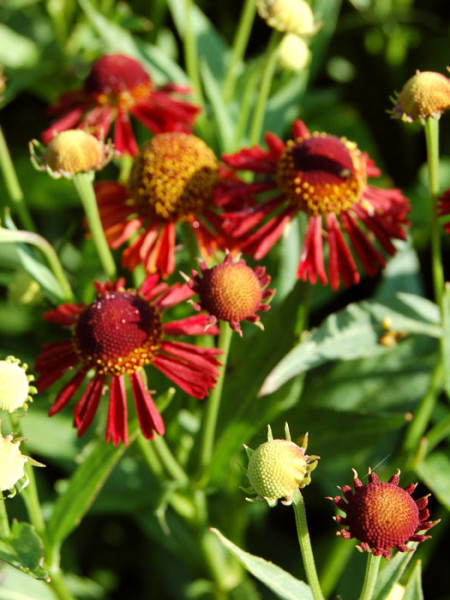 Helenium x cultorum &#039;Ruby Tuesday&#039;, Garten-Sonnenbraut