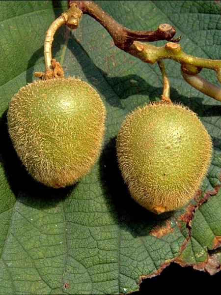 Selbstfruchtbare Kiwi &#039;Jenny&#039;