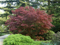 Acer palmatum 'Bloodgood', Dunkelroter Fächerahorn