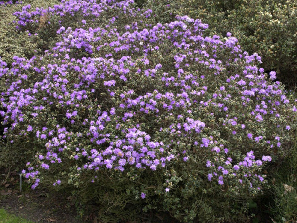 Rhododendron impeditum, immergrüner Zwerg-Rhododendron