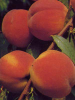 Pfirsich Red Heaven