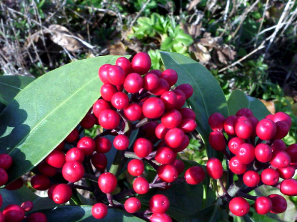 Frucht-Skimmie Beeren