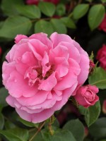 Rose Playrose ® - Meilland