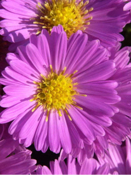 Aster dumosus &#039;Heinz Richard&#039;, rosa Kissen-Aster, Herbst-Aster