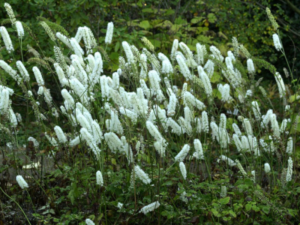 Actaea simplex &#039;White Pearl&#039;, Oktober-Silberkerze, Armleuchter-Silberkerze